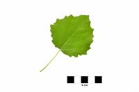 Peuplier tremble - feuille sur fond blanc (Populus tremula)